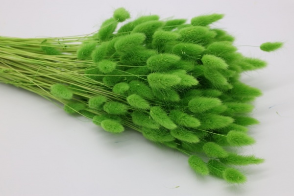 Dyed Lagurus - Color Light Green